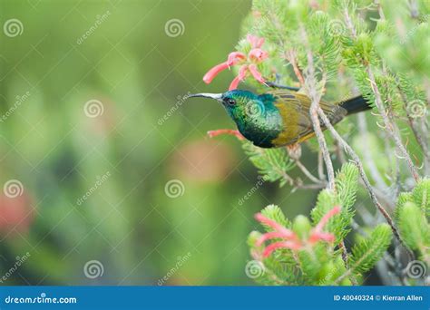 Sunbird Feeding On Table Mountain South Africa Stock Photo - Image ...