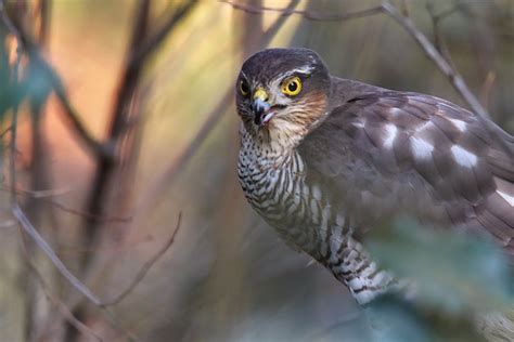 Sperber Eurasian Sparrowhawk Bird - Free photo on Pixabay - Pixabay