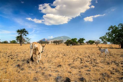 Baluran National Park Safari Tour in Banyuwangi - Klook United Kingdom