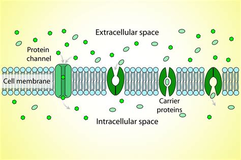 Active Vs Passive Transport In The Plasma Membrane