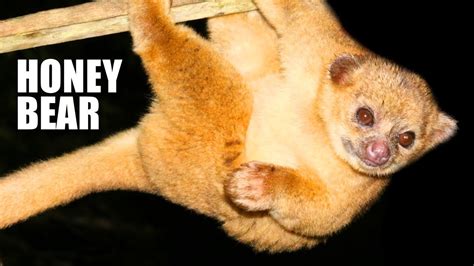 Kinkajou Facts: the HONEY BEAR | Animal Fact Files - YouTube