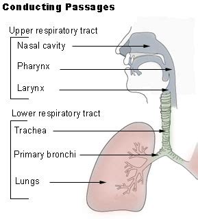 Lower Respiratory Tract | Anatomy & Organs | Study.com