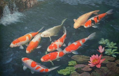 Download Animal Koi HD Wallpaper