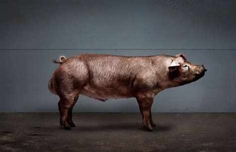 Duroc Pigs: Breed Profile, Characteristics and Photos