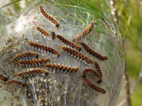 Invasion des chenilles processionnaires : les 5 conseils pour éviter le ...