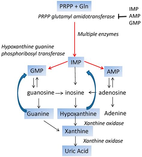 Purine Synthesis Salvage Pathway