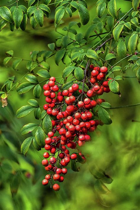 Bright Red Nandina Berries on Green Leaves 1 Photograph by Linda Brody - Fine Art America