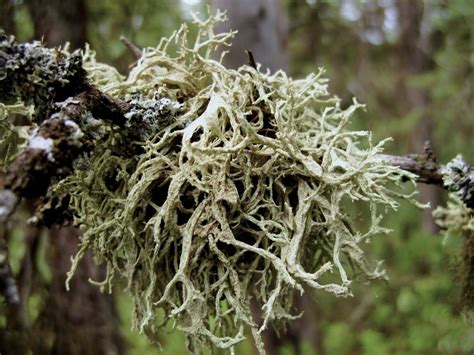 Time to vote for Canada's national lichen — the 'spectacular' organisms that carpet the country ...