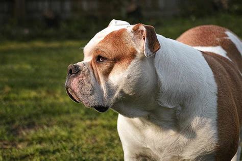 Old Tyme Bulldog | Dog Breeds Facts, Advice & Pictures | Mypetzilla UK