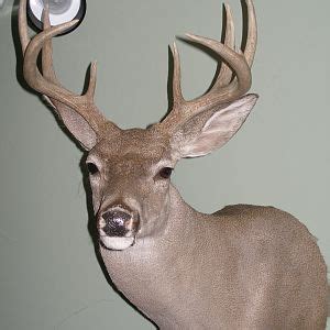 Coues Deer Shoulder Mount Taxidermy | AfricaHunting.com