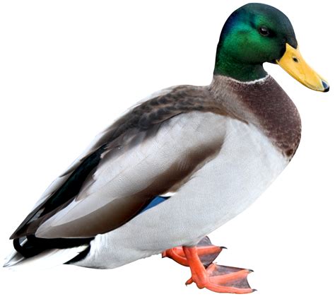 Ducks clipart waterfowl, Picture #971094 ducks clipart waterfowl