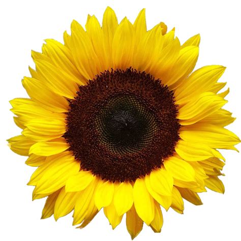 Sunflower HD PNG Transparent Sunflower HD.PNG Images. | PlusPNG