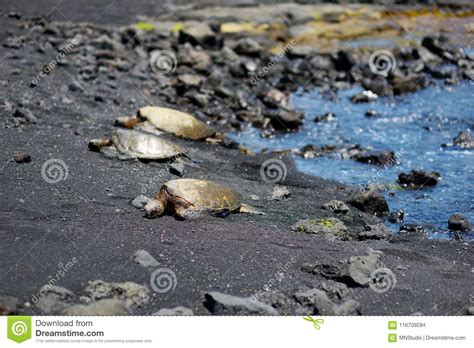 Hawaiian Green Turtles Relaxing at Punaluu Black Sand Beach on the Big ...