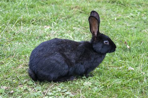 Black rabbit on the grass | Animal Stock Photos ~ Creative Market