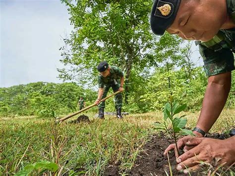 Does Planting Trees Help Climate Change?