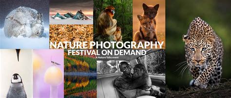 Nature In Focus Photography Awards 2021 Results - Wildlife Aestetic 2021