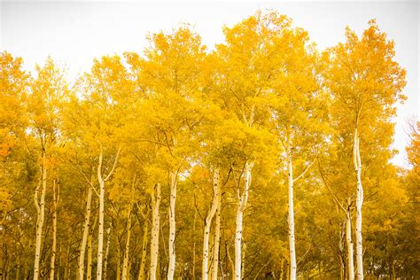 Free photo: Aspen Trees - Aspen, Nature, Tree - Free Download - Jooinn