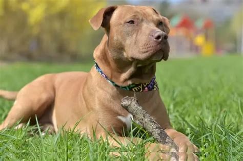 Red Nose Pitbull: Temperament, Traits, Facts, and Price | Perfect Dog Breeds