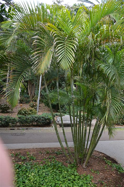 Areca Palm (Dypsis lutescens) in Youngstown Warren Poland Ohio Ohio OH at Kushner's Garden & Patio