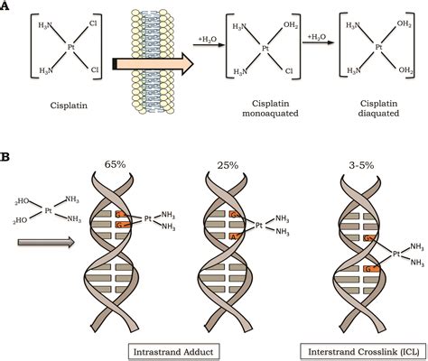 SciELO - Brasil - DNA repair pathways and cisplatin resistance: an ...