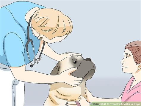 How to Treat Folliculitis in Dogs: 11 Steps (with Pictures)