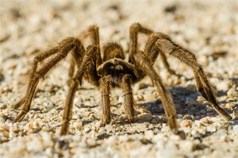 Tarantulas are on the move and migrating into new areas - Earth.com