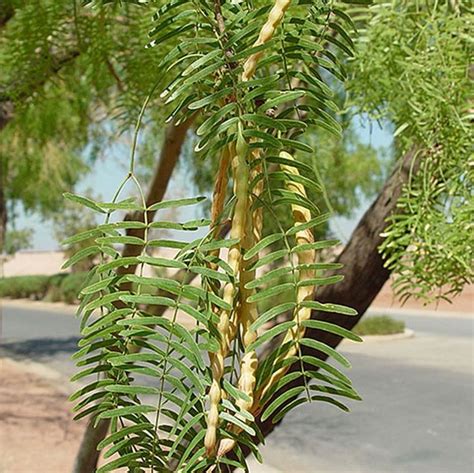 Maverick Honey Mesquite Tree | Star Nursery Garden and Rock Centers