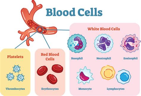 Blood Cell - The Definitive Guide | Biology Dictionary