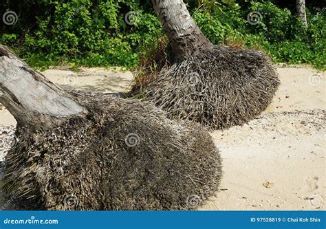 Coconut Tree Roots Washed Up at Coast Stock Image - Image of tree ...