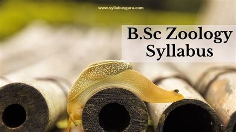 Bsc Zoology Syllabus PDF Download