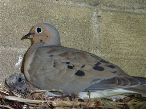 The Difference Between Pigeons and Doves