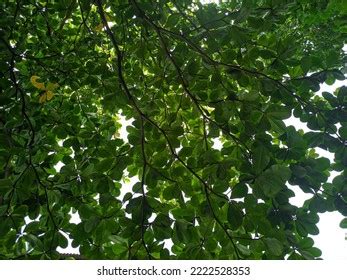 333 Brown Ketapang Tree Images, Stock Photos & Vectors | Shutterstock