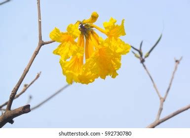 382 imágenes de Flor del guayacan - Imágenes, fotos y vectores de stock | Shutterstock