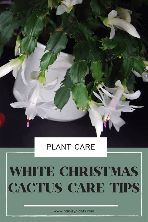 White Christmas Cactus Plant Care Guide - Paisley Plants