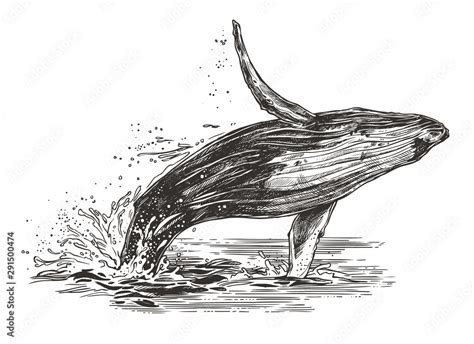 Vector illustration of jumping humpback whale in the ocean. Sketch ...