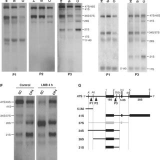 Northern blot analysis of pre-rRNAs detected by using probes... | Download Scientific Diagram