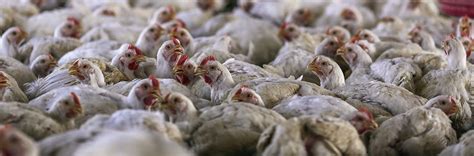 Sanderson Farms Has 'Challenging' Year as Chicken Prices Tumble - Bloomberg