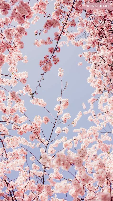 Cherry Blossom Phone QHD Wallpapers - Wallpaper Cave