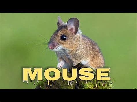 Mouse sounds for cats, mice squeaking - YouTube