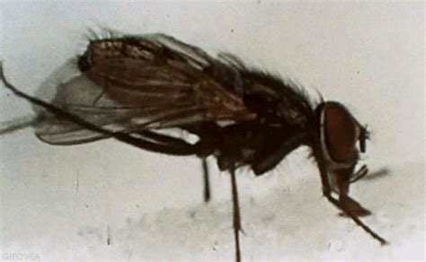 House fly bugs GIF on GIFER - by Oghmara