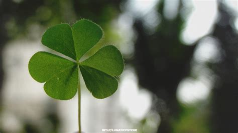 25+ Amazing Four Leaf Clover Wallpaper Desktop Free Download ...