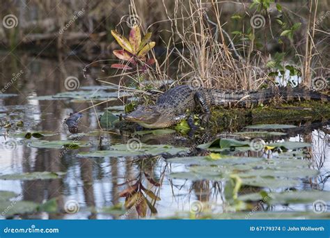 American Alligator in Natural Habitat Stock Photo - Image of american, lurking: 67179374