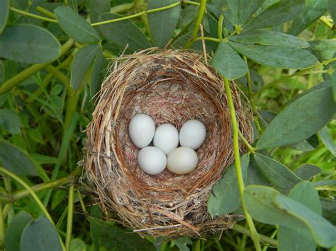 Into the Nest: There is nothing so beautiful as a bird's egg — Madison Audubon