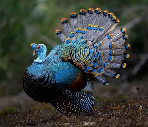 Game Bird Fowl on Instagram: “"A huge ocellated turkey (Meleagris ocellata) mid display. During ...