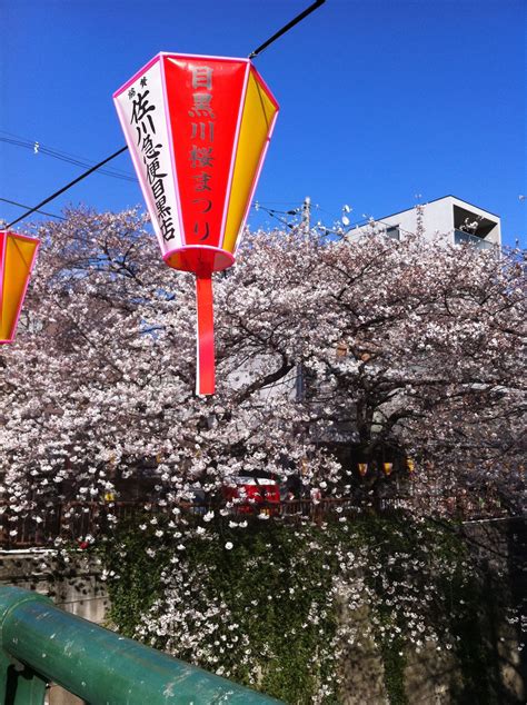 Cherry blossoms in Nakameguro Cherry Blossoms, Umbrella, Japan, Cherry ...