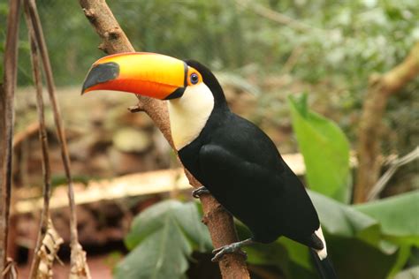 Facts About Animals In The Amazon Rainforest