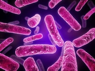 MRSA Bacteria: Facts, Information and Treatment News | Disabled World