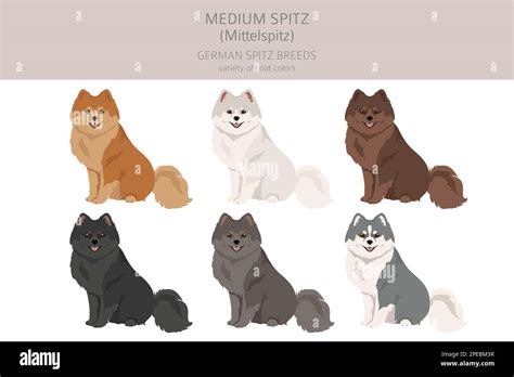 German spitz, Medium spitz clipart. Different poses, coat colors set ...