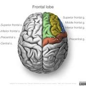 Frontal Lobe Anatomy - Anatomy Book