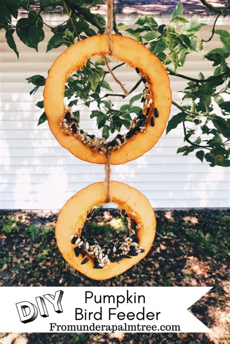 DIY Pumpkin Bird Feeder > From Under a Palm Tree